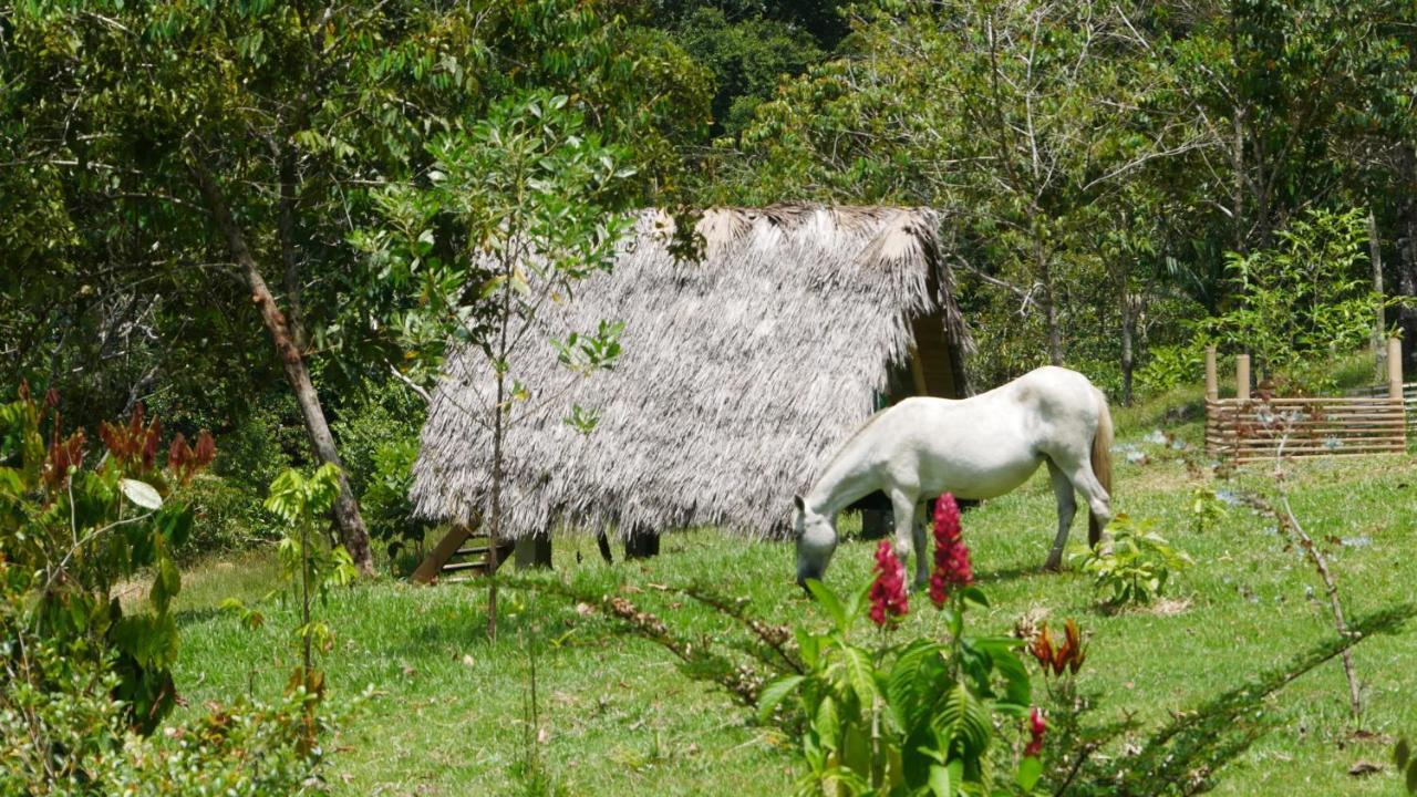 La Perla Negra - Black Pearl Eco Hostel San Rafael  Extérieur photo
